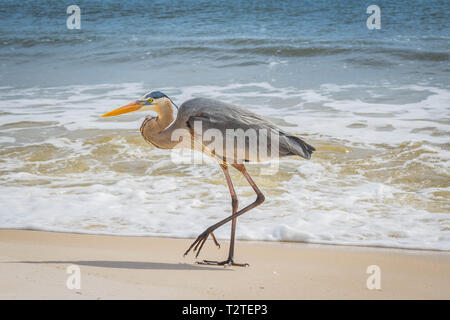 Un grand héron dans Perdido Key State Park, Floride Banque D'Images