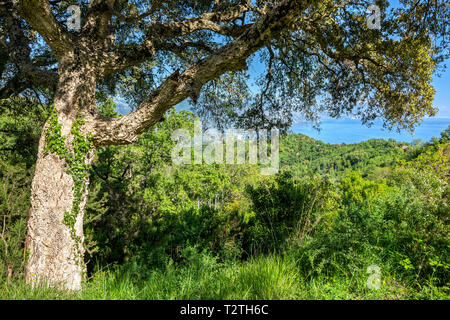 L'Italie, Campanie, du Parc National du Cilento, le chêne-liège (Quercus suber) Banque D'Images