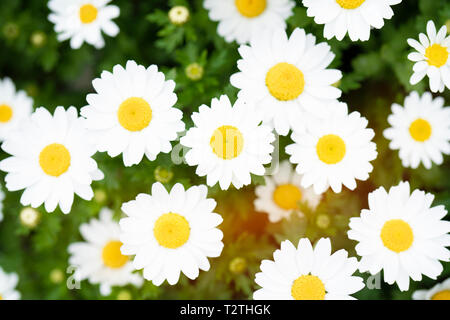 Camomille Sauvage fleurs Daisy sur pré vert, macro image avec la lumière du soleil et l'espace de copie, maison de vacances fond pâques Banque D'Images