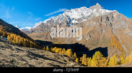 L'Italie, vallée d'Aoste, Parc National du Gran Paradiso Rhemes, vallée, La Grande Rousse (3,607 m) et Granta Parey (3,387 m) d'Entrelor ; plateau de mélèzes européens forêt en automne Banque D'Images