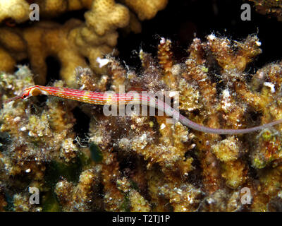 Mer Rouge les syngnathes (Corythoichthys sp) prenant en Mer Rouge, Egypte. Banque D'Images