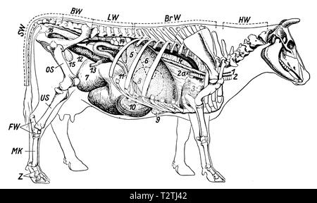 Le squelette et les organes internes d'une vache. HW vertèbre cervicale, BrW vertèbres thoraciques, LW vertèbre lombaire, BW vertèbres pelviennes, SW vertèbre cervicale, os, os du fémur-nous Membre Inférieur, FW Tarses, Métatarses MK, Z, 1 os d'orteil de l'Œsophage, de la trachée, 2 2un péroné trachéale, 3 coeur, 4 Corps, l'artère hépatique 5, 6 Rate (contours évanouis, obscurci par le foie), 7, 8 feuilles du rumen (surtout dans l'ombre), 9 sarcoplasmique, 10, 11 de la caillette de l'intestin grêle, du caecum 12, 13 dans le colon, rein, vessie 15 14 16, du rectum. Les Poumons (non illustré), 1941 Banque D'Images