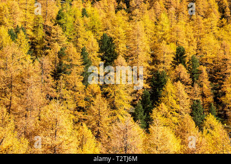 L'Italie, vallée d'Aoste, Gran Paradiso National Park, la Vallée de Rhêmes, mélèzes européens forêt en automne et de pin cembro (Pinus cembra) Banque D'Images