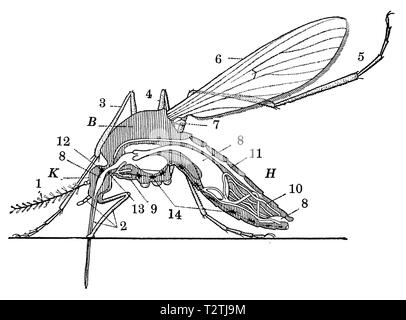 La section longitudinale au moyen d'un moustique. K Tête, thorax et abdomen B H. L'antenne 1. 2 pièces de la bouche. 3, 4 u. 5 jambes. 6- avant et 7 ailes postérieures (cette dernière forme le Schwingkölbchen ici). L'intestin 8-canaux. 9 de la glande salivaire. 10 Auscheidungswerkzeuge. Coeur 11. 12 bas de la gorge supérieure et 13 noeuds. 14 pâtes de ventre, anonym Banque D'Images