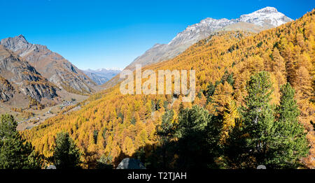 L'Italie, vallée d'Aoste, Gran Paradiso National Park, la Vallée de Rhêmes, mélèzes européens forêt en automne et de pin cembro (Pinus cembra) Banque D'Images