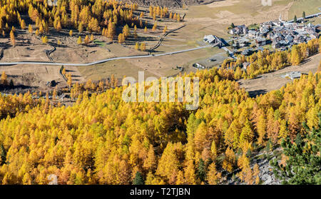 L'Italie, vallée d'Aoste, Gran Paradiso National Park, la Vallée de Rhêmes, mélèzes européens forêt en automne et de pin cembro (Pinus cembra), Rhemes-Notre-Dame alpine village Banque D'Images