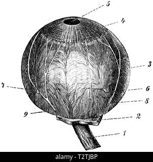 Les droits : globe oculaire, 1) du nerf optique, 2) Reste de la derme traités, 3) Exposé de la peau, Vasculaire 4) Iris, 5) la vue, 6,7) des vaisseaux sanguins, nerfs, 8,9) anonym 1887 Banque D'Images