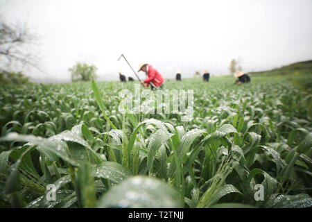 Bijie, dans la province du Guizhou en Chine. 4ème apr 2019. Les agriculteurs travaillent dans un champ dans le village de Yangliu Changshi Township, comté de Dafang, Bijie, dans la province du Guizhou en Chine du sud-ouest, le 4 avril 2019. Credit : Luo Dafu/Xinhua/Alamy Live News Banque D'Images