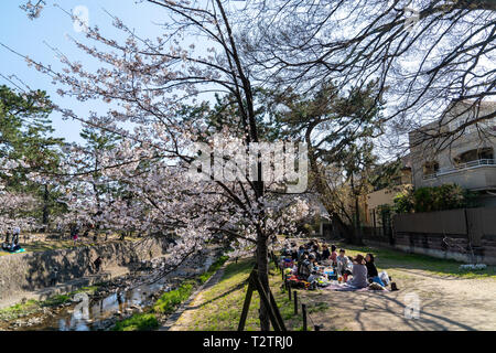 Les gens se sont réunis pour voir les cerisiers en fleurs, 'Hana-mi', ou d'avoir le traditionnel pique-nique sous eux dans le bain soleil du printemps à Shukugawa, près de Nishinomiya au Japon. Un endroit populaire, avec une rangée de cerisiers de chaque côté de la rivière. Banque D'Images