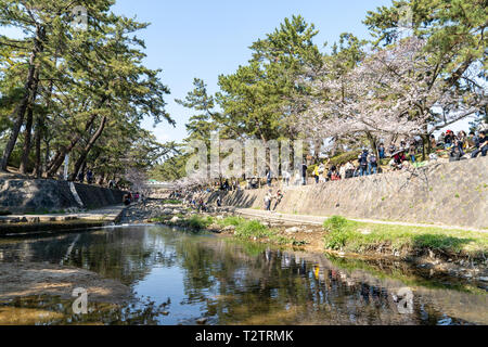 Les gens se sont réunis pour voir les cerisiers en fleurs, 'Hana-mi', ou d'avoir le traditionnel pique-nique sous eux dans le bain soleil du printemps à Shukugawa, près de Nishinomiya au Japon. Un endroit populaire, avec une rangée de cerisiers de chaque côté de la rivière. Banque D'Images