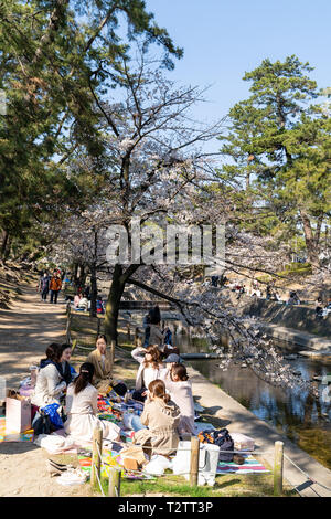 Les gens se sont réunis pour voir les cerisiers en fleurs, 'Hana-mi', ou d'avoir le traditionnel pique-nique sous eux dans le bain soleil du printemps à Shukugawa, près de Nishinomiya au Japon. Un endroit populaire, avec une rangée de cerisiers de chaque côté de la rivière. Banque D'Images