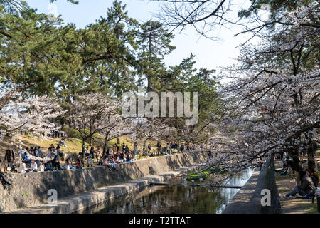 Les gens se sont réunis pour voir les cerisiers en fleurs, 'Hana-mi', ou d'avoir le traditionnel pique-nique sous eux dans le bain soleil du printemps à Shukugawa, près de Nishinomiya au Japon. Un endroit populaire, avec une rangée de cerisiers de chaque côté de la rivière. Banque D'Images