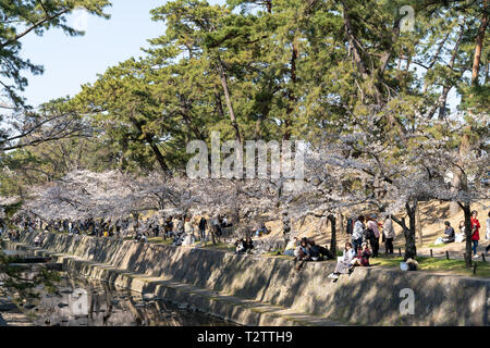 Les gens se sont réunis pour voir les cerisiers en fleurs, 'Hana-mi', ou d'avoir le traditionnel pique-nique sous eux dans le bain soleil du printemps à Shukugawa, près de Nishinomiya au Japon. Un endroit populaire, avec une rangée de cerisiers de chaque côté de la rivière. Banque D'Images