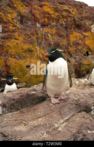 Le Sud Rockhopper Penguin ou Rockhopper Penguin (Eudyptes chrysocome), au lieu de nidification, Punta Delgada, Patagonie, Argentine Banque D'Images