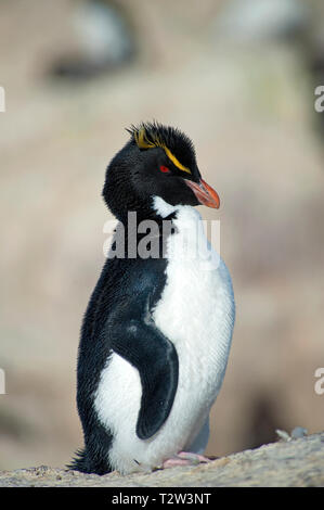 Le Sud Rockhopper Penguin ou Rockhopper Penguin (Eudyptes chrysocome), adulte, Punta Delgada, Patagonie, Argentine Banque D'Images