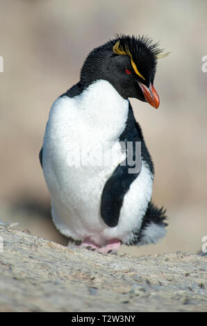 Le Sud Rockhopper Penguin ou Rockhopper Penguin (Eudyptes chrysocome), adulte, Punta Delgada, Patagonie, Argentine Banque D'Images