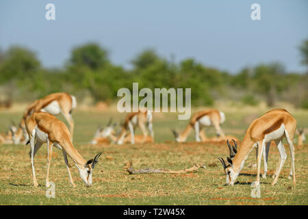 Antidorcas marsupialis Springbok - belle, antelop emblématique de l'Afrique australe de buissons et de plaines, Etosha National Park, Namibie. Banque D'Images