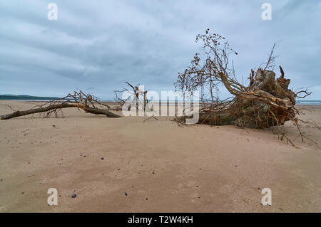 Un vieil arbre échoués comme du bois flotté sur la plage de St Cyrus dans Aberdeenshire sur une journée de juillet humide en été. L'Écosse. Banque D'Images