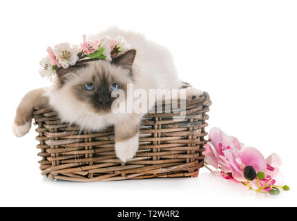 Chaton birman in front of white background Banque D'Images