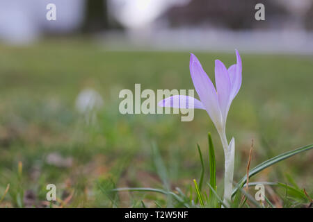 De plus en plus unique crocus l'herbe verte. Banque D'Images