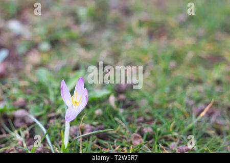 De plus en plus unique crocus l'herbe verte. Banque D'Images