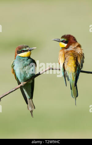 Mâle (à droite) et femelle (à gauche) European bee-eaters, nom latin Merops apiaster, perché sur une branche dans un éclairage chaleureux Banque D'Images