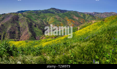 Éventail coloré de fleurs sauvages couvrant Corral Canyon, Malibu, Californie au printemps 2019, quatre mois après l'incendie de novembre 2018 Woolsey détruits Banque D'Images