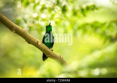 Ventilé blanc plumeleteer colibri, direction générale de la séance sur les forêts tropicales de l'Equateur,oiseaux,petit,bel oiseau percheur reposant sur l'arbre de jardin, Banque D'Images