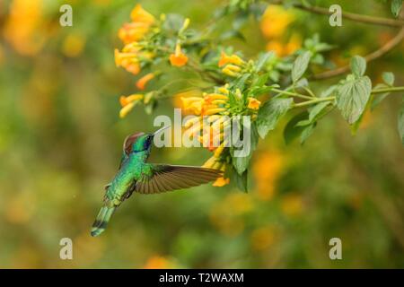 Colibri thalassinus, violetear vert, planant à côté de fleur jaune au jardin, oiseau de la forêt tropicale de montagne,Mexique, habitat naturel, beau Banque D'Images