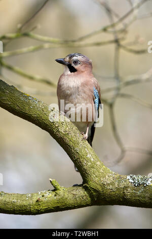 Wollaton Park Regarder Jay Banque D'Images