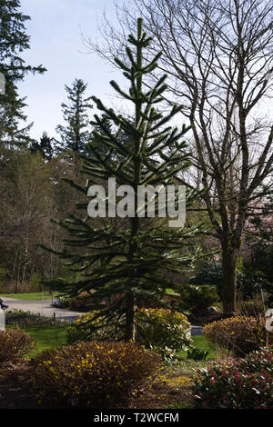 Monkey-Puzzle dans les arbres Parc Bear Creek dans la région de Surrey, Colombie-Britannique, Canada Banque D'Images