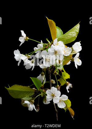 Fleurs simples, blanches de l'arbre de la cerise sauvage, Prunus avium, au début du printemps, fleurissent sur un fond noir Banque D'Images