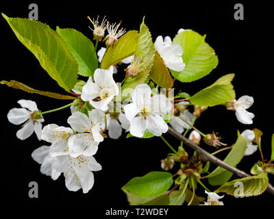 Fleurs simples, blanches de l'arbre de la cerise sauvage, Prunus avium, au début du printemps, fleurissent sur un fond noir Banque D'Images