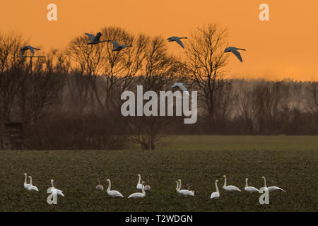 Les cygnes chanteurs, Cygnus cygnus, en hiver sur un champ dans Mecklenburg-Vorpommern, Allemagne Banque D'Images