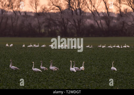 Les cygnes chanteurs, Cygnus cygnus, en hiver sur un champ dans Mecklenburg-Vorpommern, Allemagne Banque D'Images