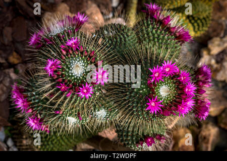 Parodia magnifica (Cactus boule) avec des fleurs Banque D'Images