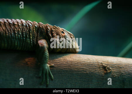 Green iguana dormir sur un arbre Banque D'Images