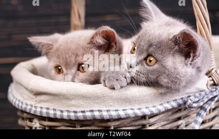 Chatons tout droit écossais. Deux chatons espiègles dans le panier. Les chatons sont cachés dans un panier. Chaton mettre sa tête sur le bord du panier. Sur un blac Banque D'Images