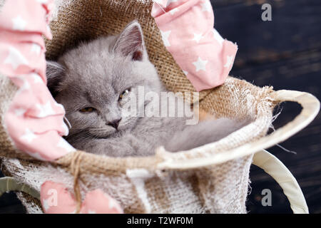 Chaton tout droit écossais. Photographier un chaton à un studio de photo. Dans la station de fourmi. Sur un fond noir Banque D'Images