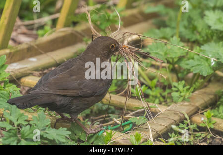 Une collecte de matériel de nidification blackbird femelle dans son bec. Banque D'Images