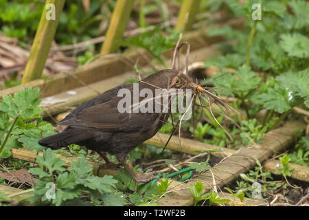 Une collecte de matériel de nidification blackbird femelle dans son bec. Banque D'Images