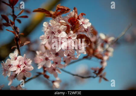 Peach Tree a fleuri au printemps Banque D'Images