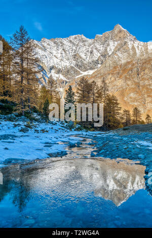 L'Italie, vallée d'Aoste, Parc National du Gran Paradiso Rhemes, vallée, La Grande Rousse (3,607 m) d'Entrelor ; plateau de mélèzes européens forêt en automne Banque D'Images