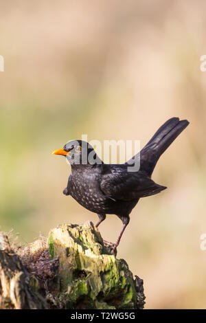 Vue de face détaillée de l'oiseau noir sauvage du Royaume-Uni (Turdus merula) isolé perché en hiver, sur la souche d'arbres dans le cadre naturel des bois britanniques. Banque D'Images