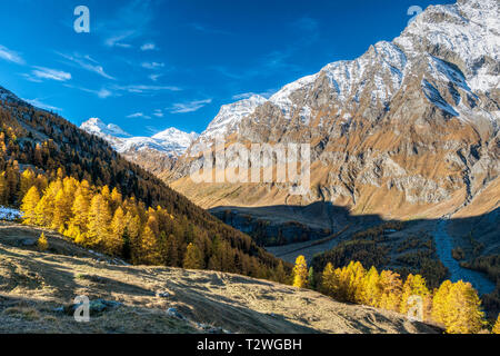 L'Italie, vallée d'Aoste, Parc National du Gran Paradiso Rhemes, vallée, La Grande Rousse (3,607 m) et Granta Parey (3,387 m) d'Entrelor ; plateau de mélèzes européens forêt en automne Banque D'Images