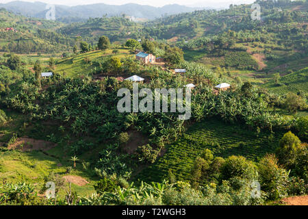 Les plantations de thé et de bananes dans la région de hill country au nord du lac Bunyonyi dans le sud-ouest de l'Ouganda, l'Afrique de l'Est Banque D'Images