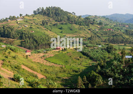 Les plantations de thé et de bananes dans la région de hill country au nord du lac Bunyonyi dans le sud-ouest de l'Ouganda, l'Afrique de l'Est Banque D'Images