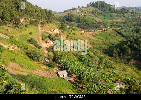 Les plantations de thé et de bananes dans la région de hill country au nord du lac Bunyonyi dans le sud-ouest de l'Ouganda, l'Afrique de l'Est Banque D'Images