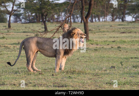 Lion (Panthera leo) adulte mâle, tôt le matin, l'annonce de son territoire contre les hyènes en arrière-plan Banque D'Images