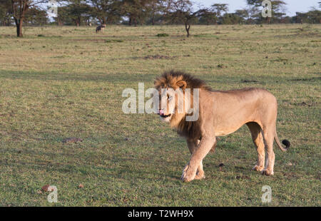 Lion (Panthera leo), homme au petit matin Banque D'Images